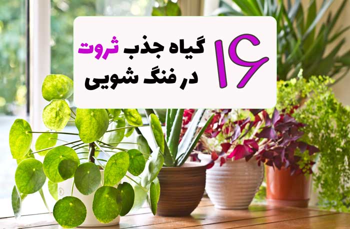 شما در حال مشاهده هستید 16 نوع گل و گیاه ثروت ساز در فنگ شویی